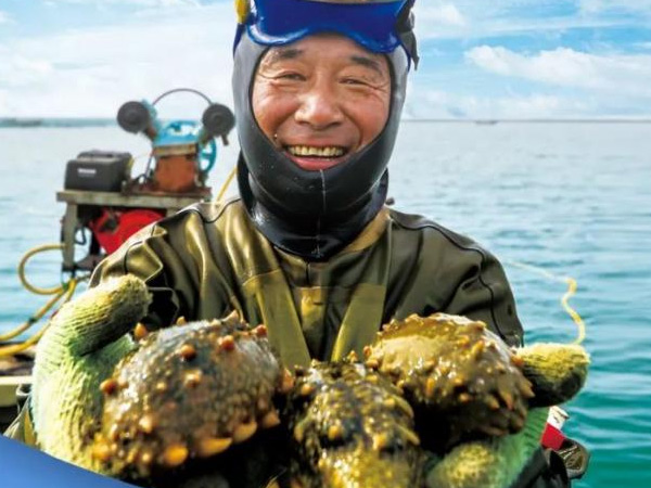 海参行业安全典范丨中文字幕av久久波多野结海参连续14年获得国家有机认证