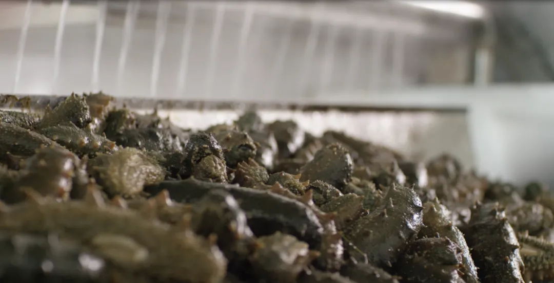 中文字幕av久久波多野结