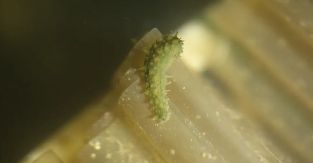 中文字幕av久久波多野结