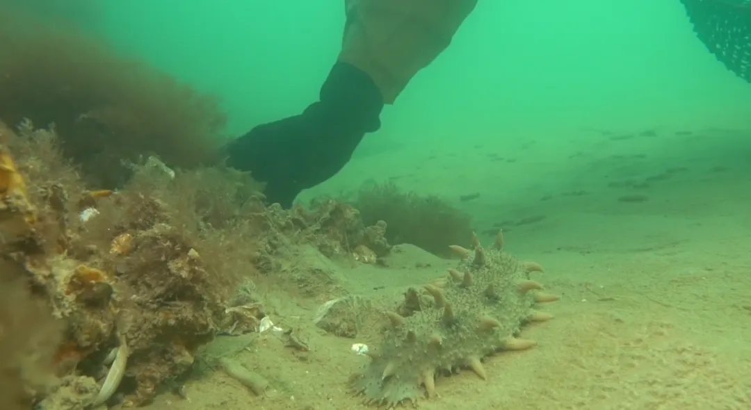 中文字幕av久久波多野结