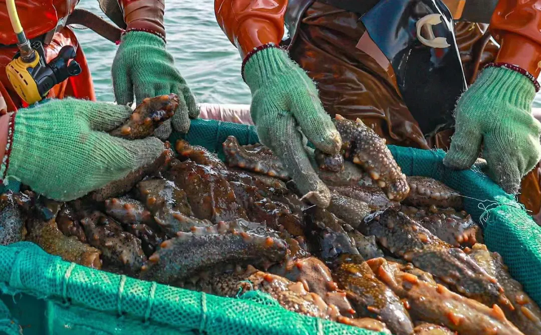 中文字幕av久久波多野结