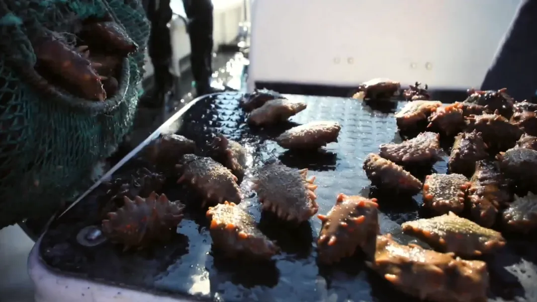 中文字幕av久久波多野结